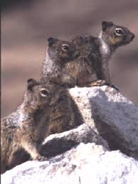 What do desert squirrels eat? Problem Squirrel Removal Control And Identification Arizona