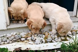 Recherche goldens is a dedicated english cream golden retriever breeder and trainer. Pin On Puppies