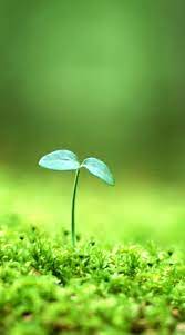 Minimalist Nature Photography Green Aesthetic Earth Day Inspiration Iphone Wa Hd Nature Wallpapers Wallpaper Nature Flowers Beautiful Nature Wallpaper Hd