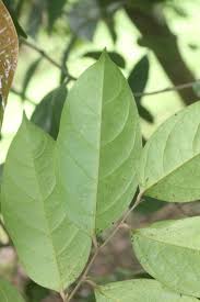 Image result for Chaetocarpus