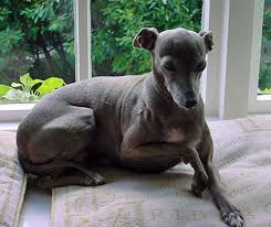 Attendances have declined to less than 2 million in 2017. Welcome To Our New Website The Italian Greyhound Rescue Charity