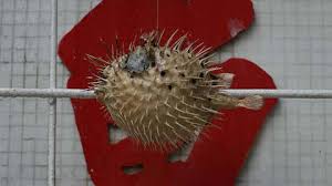 Cleaning a pufferfish is surprising easy (as long as you didn't put the. Chinese Pufferfish It 039 S Poison Yet We 039 Re Eating It Into Extinction The Weather Channel Articles From The Weather Channel Weather Com