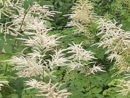 Goat S Beard Horticulture