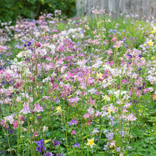 Those that don't will put their extra energy into forming foliage will deer eat columbine? Columbine National Collection Mix Aquilegia Ssp Seeds Select Seeds