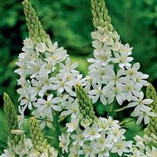 Allium Ampeloprasum Spanish Allium Bulb Flowers White Gardens Moon Garden