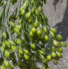 Image result for Panicum miliaceum