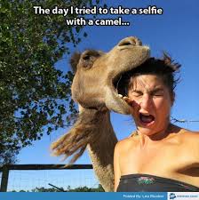 At memesmonkey.com find thousands of memes categorized into thousands of categories. 37 Very Funny Camel Memes Images Pictures Photos Picsmine