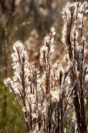 Image result for Andropogon perligulatus