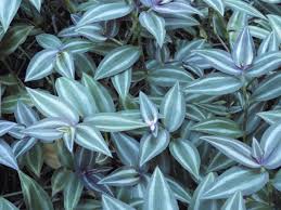 Image result for Tradescantia zebrina