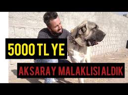 Anadolu Aslani Aksaray Malaklisi Youtube