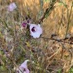 Image result for Micrargeria