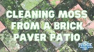 Garden Q&A: Planting Moss - The New York Times