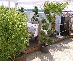Bambus ist eine der lebensgrundlagen für viele millionen menschen auf der ganzen welt. Bambus Als Sichtschutz Fur Terrasse Und Balkon Bambuswald