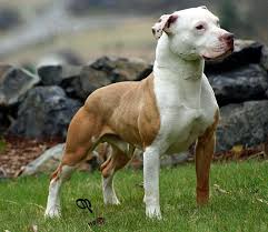 58,205 likes · 662 talking about this. American Pitbull Pro Breeds