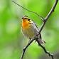RESCHEDULED - Bird Outing: Mason Neck State Park