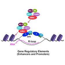 We would like to show you a description here but the site won't allow us. Rpa Interacts With Hira And Regulates H3 3 Deposition At Gene Regulatory Elements In Mammalian Cells Sciencedirect