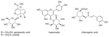 Image result for Vitex fischeri