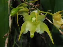 Image result for Aeranthes africana