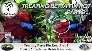 Earlier the detection, greater the possibility of curing the problem by treating the underlying cause. Treating Betta Fin Rot Part 2 Medications Treating A Tough Case Of Fin Rot On My Betta Patriot Youtube