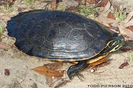 Image result for Pseudechinolaena