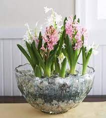 Best flower bulbs to grow indoors. How To Grow Indoor Blooms And Bulbs Bulb Flowers Indoor Flowers Planting Bulbs