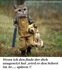 Dreamies De Katzen Lustige Spruche Katze Lustig Katzenhumor