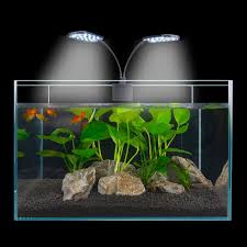 How To Choose Led Light For Betta Fish Tank