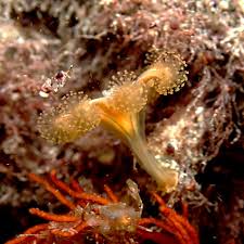 Image result for Staudtia kamerunensis