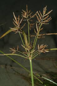 Image result for Pycreus macrostachyus