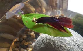 Aquarium betta leaf artificial plant fish oviposition rest bed fish tank decofwh. Betta Hammock Create A Comfy Bed For Your Betta Fish