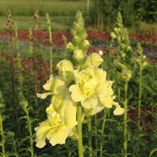 Image result for Snapdragon Yellow 1980 MG