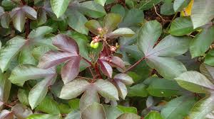 Image result for Jatropha gossypiifolia