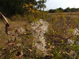Image result for Clematis dolichopoda