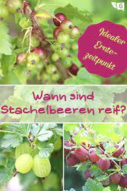 Reif ab ende juni/anfang juli. Wann Sind Stachelbeeren Reif Der Ideale Zeitpunkt Zum Ernten Gartendialog De Stachelbeeren Erntezeit Ernte