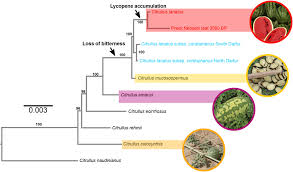Image result for Raphidiocystis jeffreyana