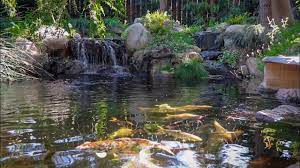 Apr 20, 2021 · the koi pond should be at least 3 feet deep so that the koi can descend and stay cool in the summer. 50 000 Dollar Backyard Koi Pond Youtube
