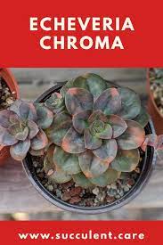 Check spelling or type a new query. Echeveria Chroma Echeveria Succulents Succulent Care