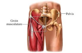 Groin muscle injury from running or falling. Groin Strain Pt Me