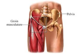 It's located between the abdomen. Groin Area Anatomy Anatomy Drawing Diagram