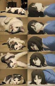 pin de eliannys hospedales en anime memes de anime gato anime arte de anime