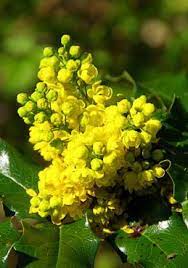 Maybe you would like to learn more about one of these? Oregon Grape Flower Bush Large Yellow Cluster Flowers Later Turn Into Small Bitter Blue Grapes Leaves Are Flowering Bushes Oregon Flower Planting Flowers