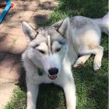 Pit bull/lab date of birth: Adopt A Siberian Husky Puppy Near Chicago Il Get Your Pet