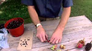 The fruit on a magnolia tree resembles a pinecone. Magnolias From Seed Youtube