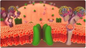 Role Of Membrane Proteins In Physiology