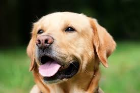 Dogs with megaesophagus have difficulty moving food from their mouths to their stomachs. Megaesophagus In Dogs