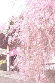Pastel pink aesthetic color pretty in pink everything pink pink themes kawaii japanese aesthetic pink pastel. Blippo Com Kawaii Shop Pink Wallpaper Kawaii Pink Wallpaper Japanese Aesthetic