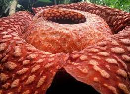 Flowers in bloom right now. The World S Largest Corpse Flower Is Blooming Right Now And It Stinks Live Science