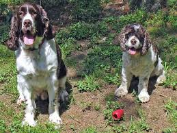 Black And Tan Cocker Spaniel Puppies For Sale English Cocker Spaniel Breeders Find A Local English Cocker Spaniel Miniature Cocker Spaniel Cocker Spaniel Dog Cocker Spaniel