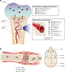 This is an online quiz called long bone labeling. Markers For Specific Skeletal Stem Cell Populations A In Long Bones Download Scientific Diagram