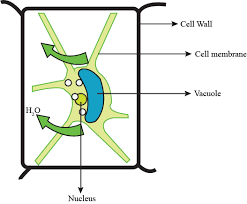The behaviour of the plant cells or tissues with regard to water movement depends on the surrounding solution. Solved Select The Type Of Solution In Which This Plant Cell Is Self Study 365
